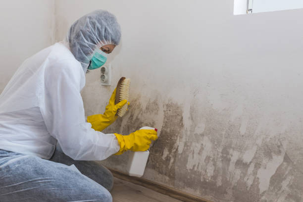 Best Fast Mold Removal  in Northville, MI